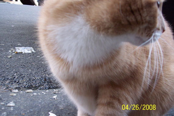 re: Meet the cutest cat in Chinatown! photos from 4/26
