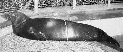 re: Caribbean monk seal is extinct
