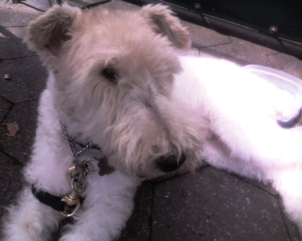 re: Post Photos of Your Pets...in Honor of Stoli!