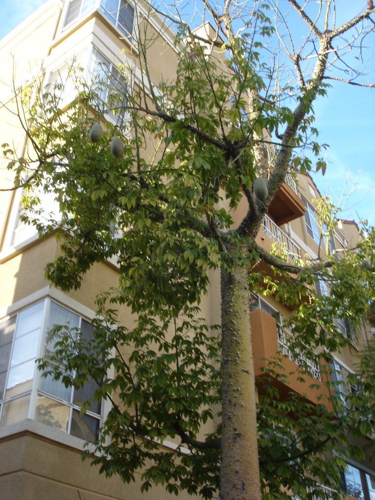 I need help in identifying a tree...