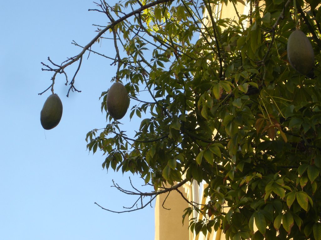 I need help in identifying a tree...