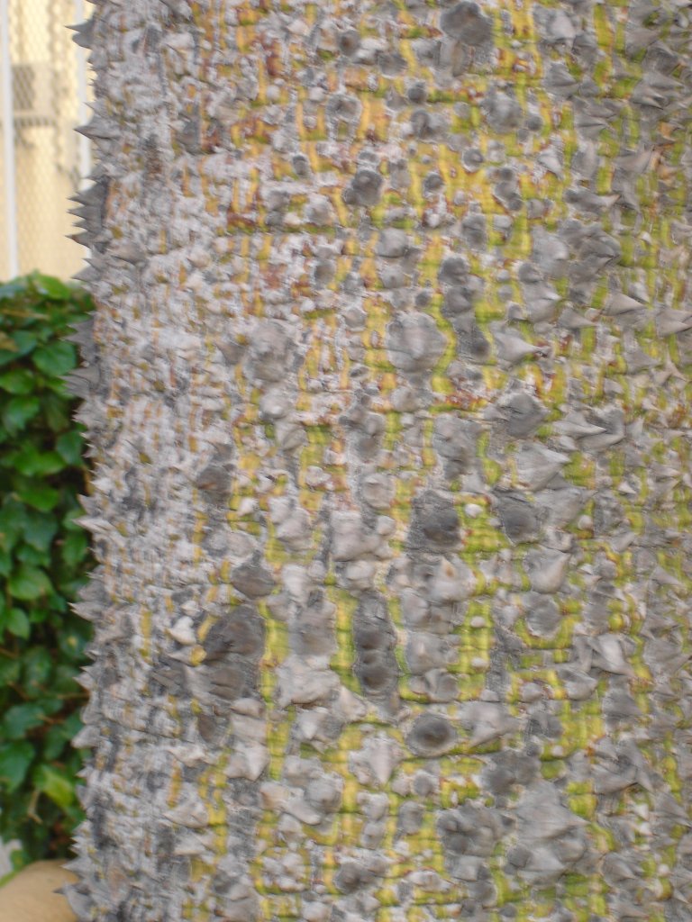 I need help in identifying a tree...