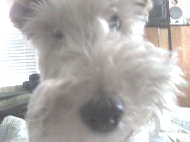 re: Miss Holly Submits to the Dreaded Pet-i-Cure