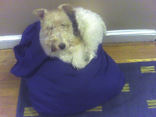 re: Post Photos of Your Pets...in Honor of Stoli!