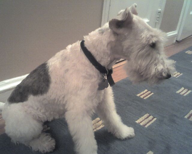 re: Post Photos of Your Pets...in Honor of Stoli!