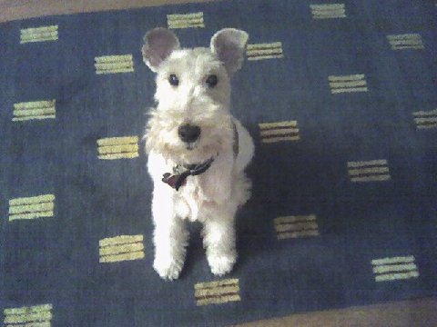 Remembering Miss Holly (June 1996 - June 2011)