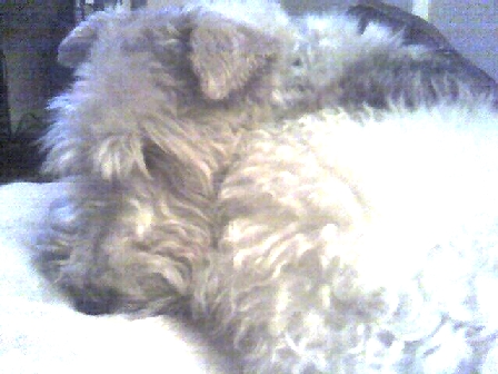 Remembering Miss Holly (June 1996 - June 2011)