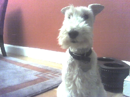 re: Please Pray for My Dog Who is on Oxygen