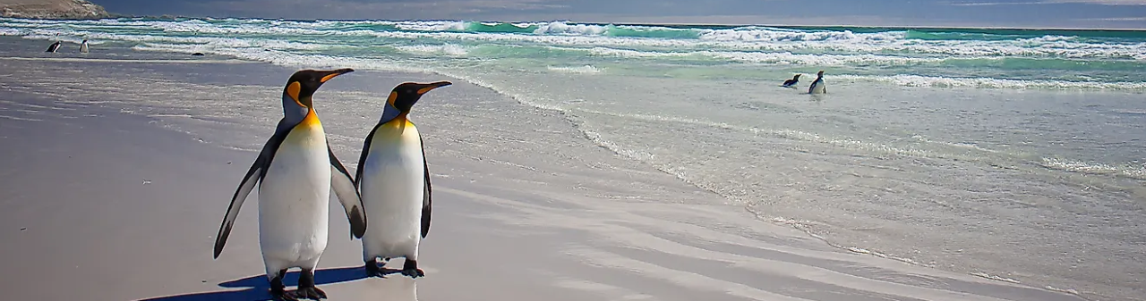 The Falklands' penguins have been taught to sing