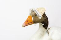 Jåtåkdag - Komilab nr. 6