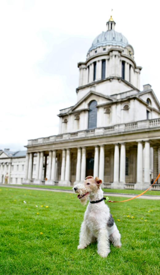 Greenwich Dog Show