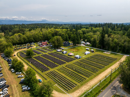 BLOOM FEST 2026 - Lavender Festival at Our Legacy Fields in Stanwood, July 18 and 19 in Seattle