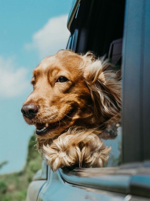 Stories on Stage presents "Who’s a Good Boy?" in Colorado