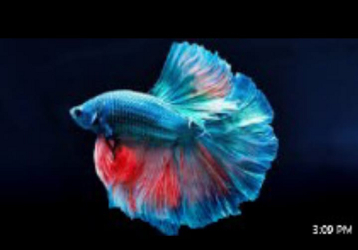 Top 10 Rare Betta Fish Varieties You Can Add To Your Aquarium at Top 10 Rare Betta Fish Varieties Off Off Broadway 2019