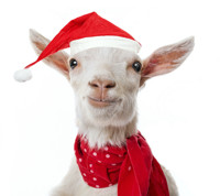 The Christmas Goat