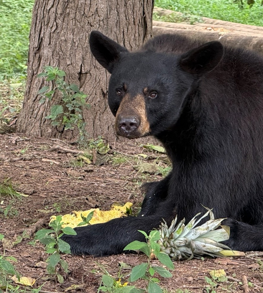 Beary Scary Sanctuary Trunk-or-Treat
