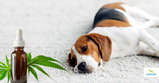 Benefits of Peppermint Oil with CBD for Dogs in Off-Off-Broadway