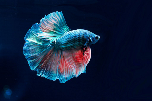 Discover the Beauty and Variety of Thailand Betta Fish in Off-Off-Broadway