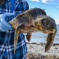 Mass Audubon Workshop: Sea Turtle Rescue and How Beachgoers Can Help Coastal Wildlife show poster