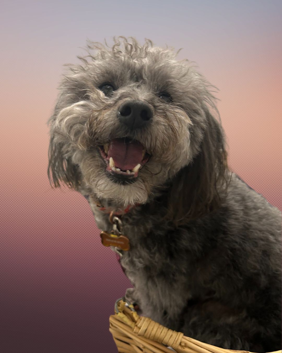 Rosie! 