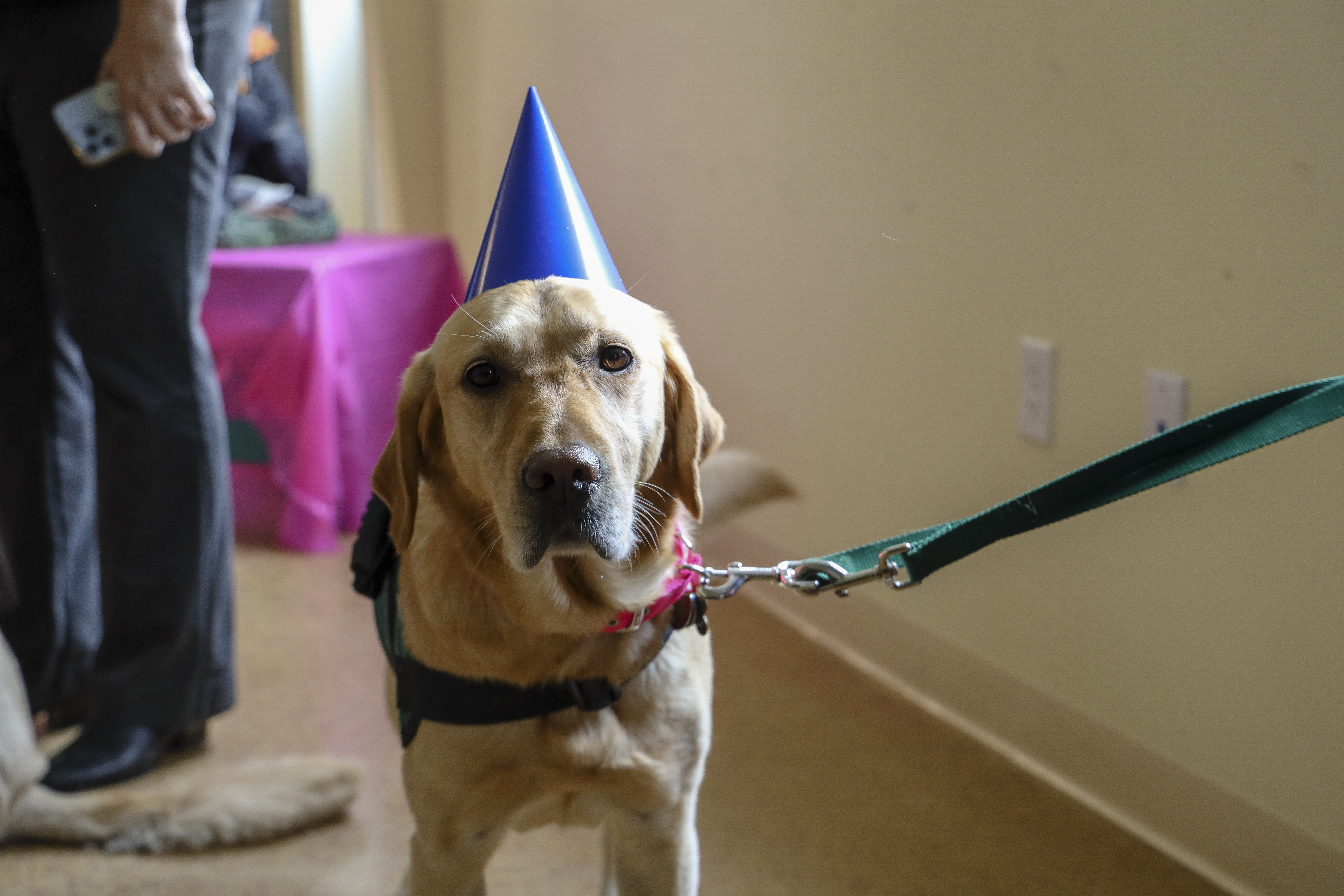 Nothing like a dog with a party hat!