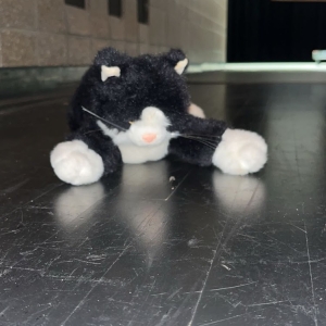 Geoffrey - Emotional Support Cat