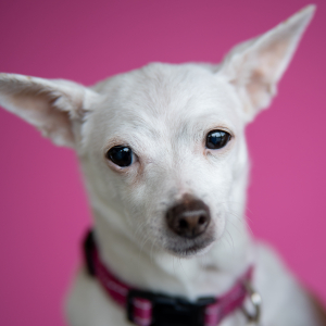 Chloe Courts (she/her) - Bruiser