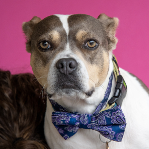 Gracie Sureheart (she/her) - Rufus