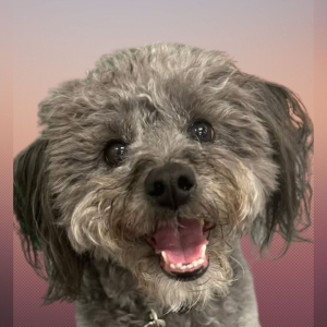 Rosie - Toto