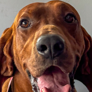 Rory - Rufus