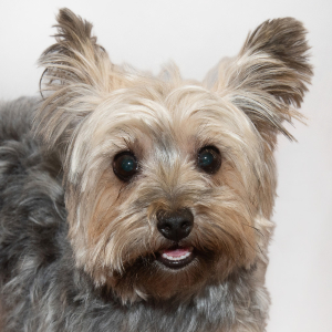 Olive - TOTO