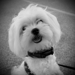 Hamovig - Dog