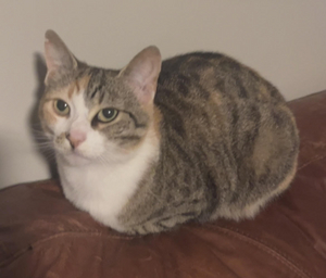 CeCe - Assistant Stage Manager