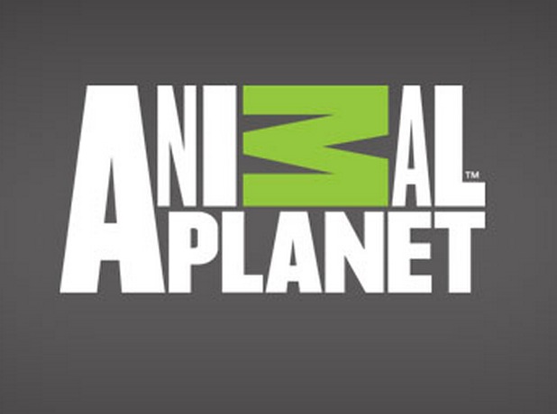 Animal Planet TV Logo