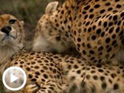 Cat Wars: Lion vs. Cheetah: Revealed small logo