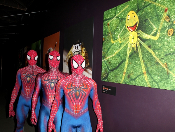 Photo Coverage: SPIDER-MAN Cast Visits 'Spiders Alive!' Exhibit Image