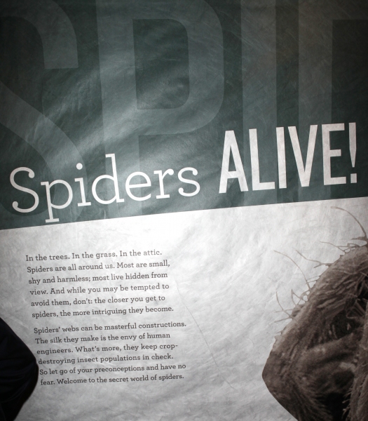 Photo Coverage: SPIDER-MAN Cast Visits 'Spiders Alive!' Exhibit Image