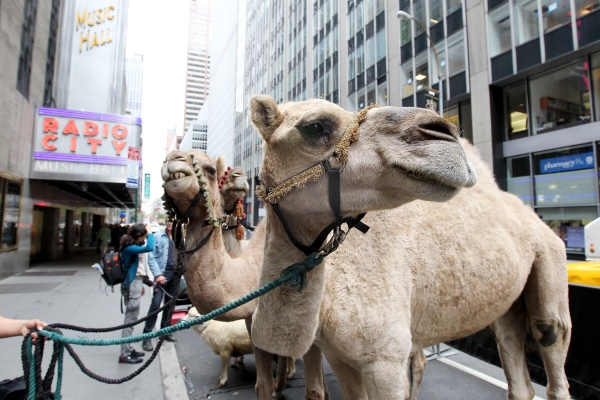 Photo Flash: Radio City Rockettes Welcome 'Living Nativity' to 2012 CHRISTMAS SPECTACULAR 