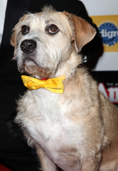 Photo Coverage: Inside Opening Night of ANNIE with Anthony Warlow, Lilla Crawford, Katie Finneran and More!  Image