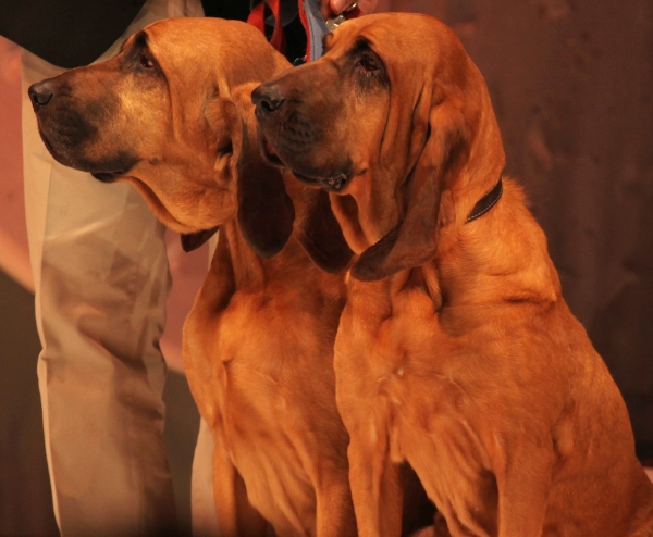 Photo Coverage: A CHRISTMAS STORY Opening Night Curtain Call! Image