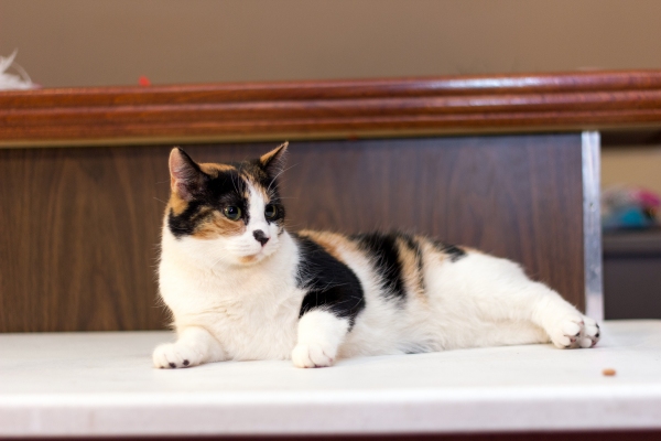 Photo Coverage: Felines Gather to Play 'Cat' in BREAKFAST AT TIFFANY'S! Image