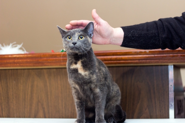 Photo Coverage: Felines Gather to Play 'Cat' in BREAKFAST AT TIFFANY'S! Image