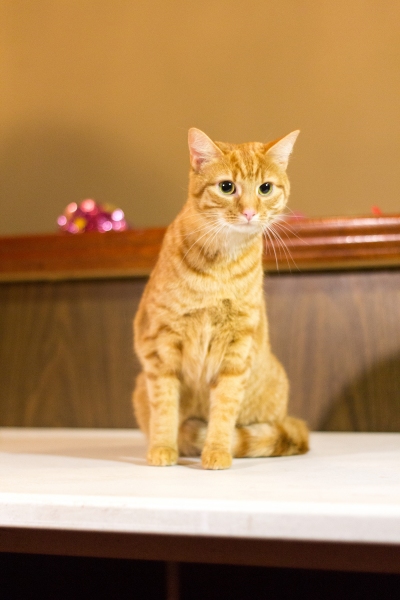Photo Coverage: Felines Gather to Play 'Cat' in BREAKFAST AT TIFFANY'S! Image