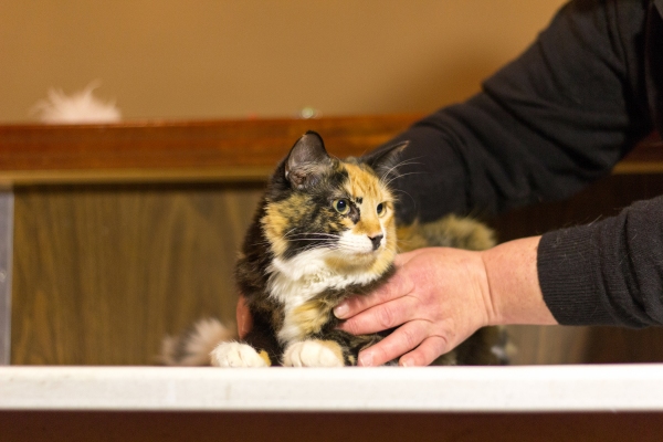 Photo Coverage: Felines Gather to Play 'Cat' in BREAKFAST AT TIFFANY'S! Image