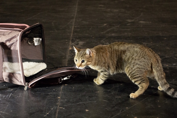 Photo Coverage: Felines Gather to Play 'Cat' in BREAKFAST AT TIFFANY'S! Image