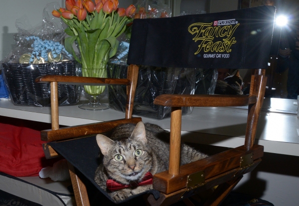 Photo Flash: Backstage with the BREAKFAST AT TIFFANY'S Kitties! Image
