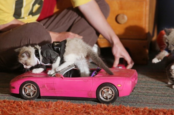 Photo Flash: THE MIDDLE's 'From Orson with Love,' Airing 5/1 Image