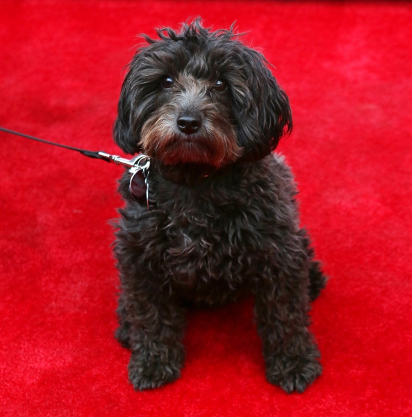 Photo Coverage: From Ben Vereen to Ricky Martin, It's the Opening Night Red Carpet for PIPPIN!  Image