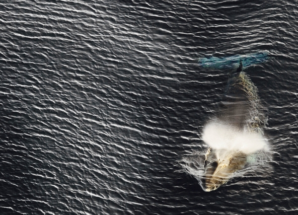 Photo Flash: Sneak Peek at THE LAST OCEAN, Set for newportFILM Screening 5/23 Image