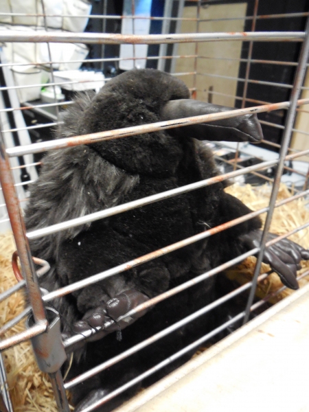 Photo Flash: First Looks at PRISCILLA, QUEEN OF THE DESERT: THE MUSICAL Tour Stop at TUTS  Image